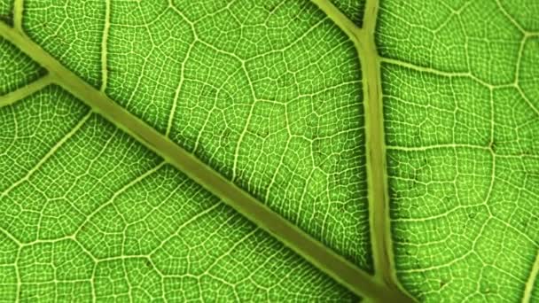 Green leaf background. Macro plant texture and nature pattern closeup. Botany, natural ingredients, vegetation concept. Selected focus — Stock Video