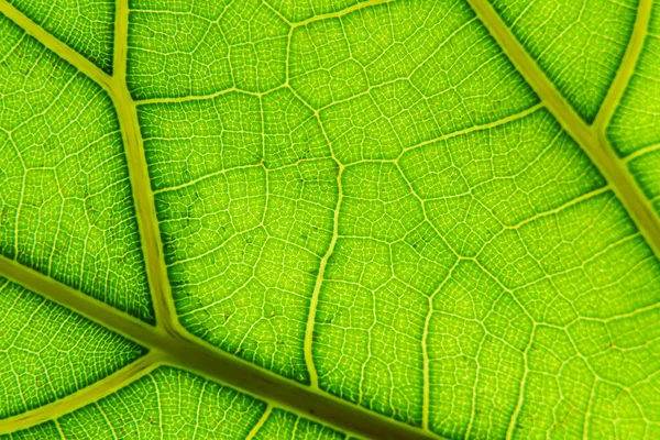 Pozadí makra zeleného listu. Detailní struktura a struktura organických rostlin. Vybrané zaměření. Příroda, zeleň, biologie pozadí. — Stock fotografie