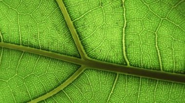 Yeşil yapraklı arka plan. Makro bitki dokusu ve doğa deseni yakın çekim. Botanik, doğal malzemeler, bitki örtüsü konsepti. Seçili odak