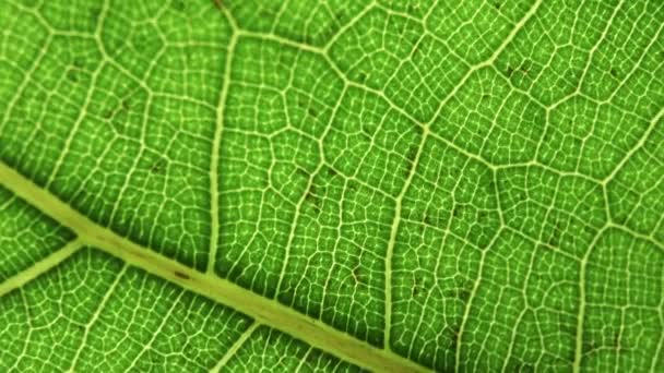 緑の葉の背景。マクロ植物の質感と自然パターンを閉じます。植物、天然成分、植生の概念。選択されたフォーカス — ストック動画