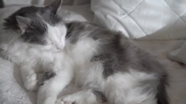 Kedi dinleniyor, banyo yapıyor ve yatak odasındaki yatakta uzanmış kürkü yalıyor. Evcil hayvanlar, bakım, rahatlık ve kedi sevgisi konsepti.