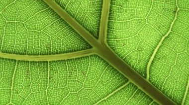 Yeşil yapraklı arka plan. Makro bitki dokusu ve doğa deseni yakın çekim. Botanik, doğal malzemeler, bitki örtüsü konsepti. Seçili odak