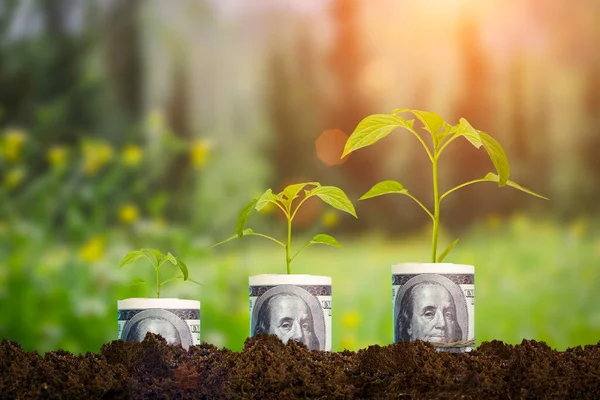 Money growth and business finance concept. Growing green plants with economic profit background.