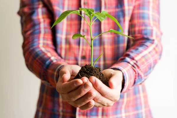 Plante en main. Plante verte vivante germe avec des feuilles et du sol dans les mains d'une personne le plantant dans le sol. Ressources renouvelables, protection de l'environnement, agriculture, concept de nature. — Photo