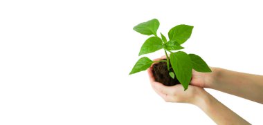 Eldeki bitki izole edilir. Yaprakları ve toprağı olan yaşayan yeşil bir bitki bir kadının elinde büyür. Çevre koruma, tarım, yeni yaşam konsepti