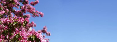 Çiçek açan elma ağacı arkaplanı. Bahar mevsiminde meyvemsi bir elma ağacında pembe cilt bakımı ve çiçekler. Seçili odak