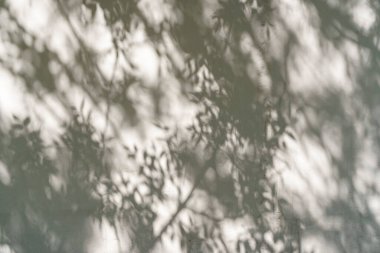 Gün ışığında beyaz bir duvarda ağaç yaprakları ve bitkilerin gölgeleri. Fotoğraf için gölge örtüsü efekti