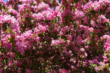 Çiçek açan elma ağacı arkaplanı. Bahar mevsiminde meyvemsi bir elma ağacında pembe cilt bakımı ve çiçekler. Seçili odak. Yüksek kalite fotoğraf