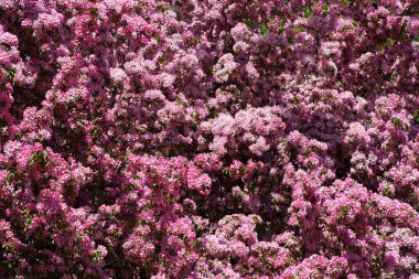 Çiçek açan elma ağacı arkaplanı. Bahar mevsiminde meyvemsi bir elma ağacında pembe cilt bakımı ve çiçekler. Seçili odak. Yüksek kalite fotoğraf