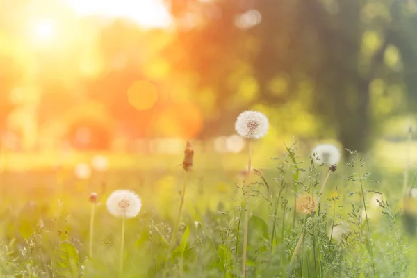 Campo Estivo Denti Leone Erba Verde Sotto Caldo Sole Della — Foto Stock