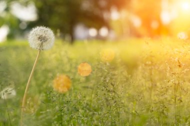 Sıcak akşam güneşinin altında karahindiba tarlası ve yeşil çimenler. Doğa, çayır, sükunet konsepti. Yüksek kalite fotoğraf