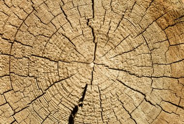 Ağaç gövdesi kesim dokusu arka planı. Ormandaki ağaçta eski ahşap halkalar. Yüksek kalite fotoğraf