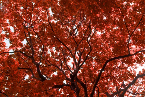 Fundo Coroa Árvore Vermelha Árvore Floresta Ensolarada Outono Natureza Crescimento — Fotografia de Stock