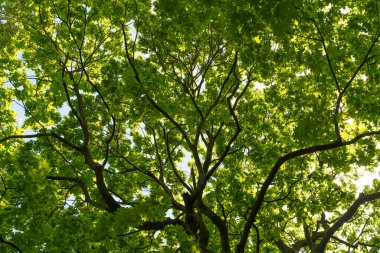 Yeşil ağaç kaplama arka planı. Yazın güneşli ormanda ağaç. Doğa, büyüme, yaşam. Yüksek kalite fotoğraf