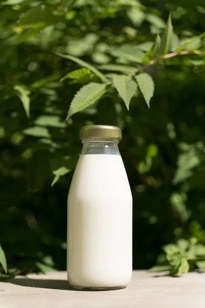 在阳光灿烂的夏季农场草地 大自然和植物上放着一瓶鲜牛奶 混合饮料 生态食品 奶制品的概念 高质量的照片 — 图库照片