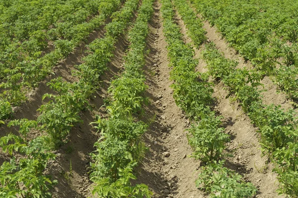 Batatas Crescendo Campo Agricultores Planta Batata Jardim Verão Agricultura Legumes — Fotografia de Stock