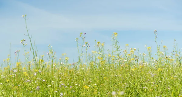 Summer Meadow Background Spring Green Field Wild Flowers Herbs Sunny — Foto Stock