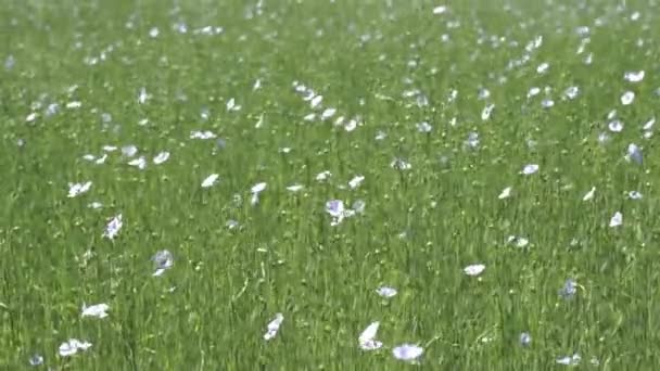 Flax Flower Field Summer Linen Plant Farmers Field Wind High — 图库视频影像