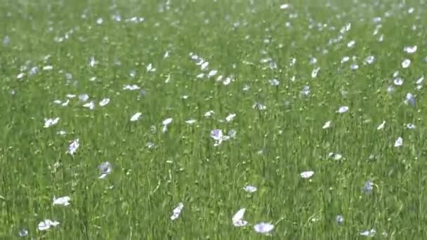 Vlas Bloemenveld Zomer Linnen Plant Een Boerenveld Wind Hoge Kwaliteit — Stockvideo