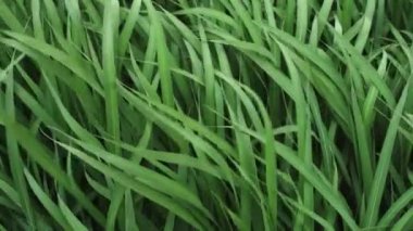 Rüzgardaki ot. Uzun yeşil çimenler hafif bir esintide sallanıyor. Sakinlik, doğa, hafiflik konsepti. Yüksek kaliteli FullHD görüntüler