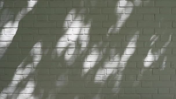 Shadow Tree Wall Swaying Shadows Leaves White Brick Wall Sunlight — Stockvideo