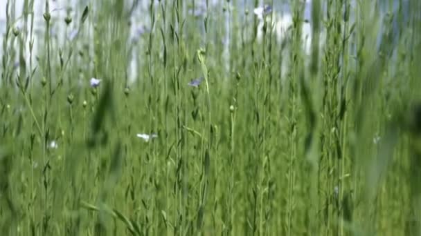 Vlas Bloemenveld Zomer Linnen Plant Een Boerenveld Wind Hoge Kwaliteit — Stockvideo