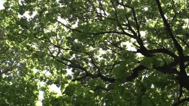 Zöld Erdőben Forgató Korona Nyári Napsütéses Erdő Hátterében Kiváló Minőségű — Stock videók