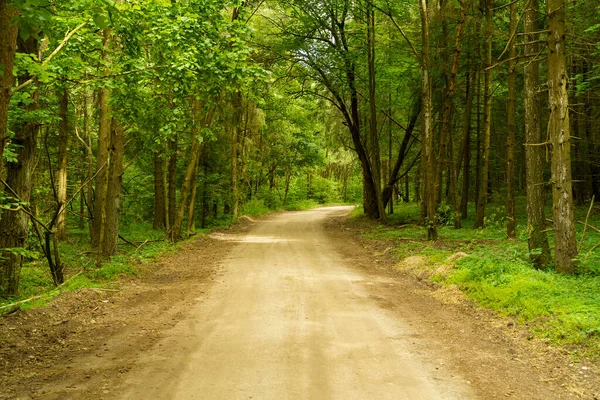 Dirt Road Forest Path Green Light Summer Forest Travel Nature — Photo