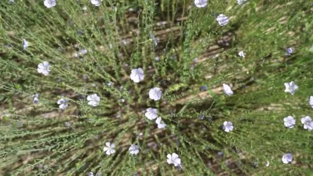 Flax Flower Field Summer Linen Plant Farmers Field Wind High — 图库视频影像