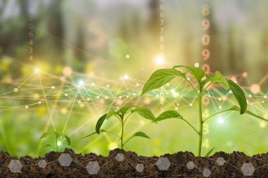 Bitki yetiştirmek için tarım teknolojileri ve doğanın biyoloji ve kimyası alanında bilimsel araştırmalar. Bir çiftçinin ellerinde yaşayan yeşil bir filiz. Organik dijital arkaplan. Yüksek