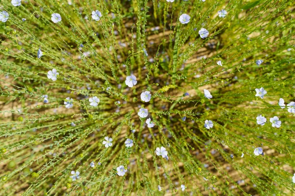 Flax Field Summer Flowering Flax Plant Farmers Field Summer High — Foto Stock