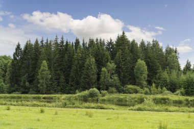 Green forest tree background. Summer landscape with fir forest, clearing and sunny sky. High quality photo