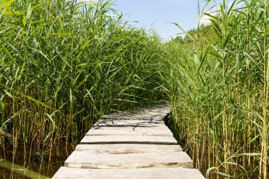 Path through the grass. Path with a wooden deck in the lake marsh thickets of tall grass. High quality photo