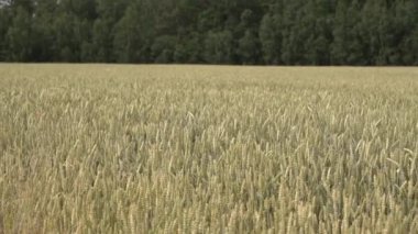 Buğday tarlası manzarası. Altın tarımsal buğday mahsulü. Yaz güneşinin altındaki kulaklar. Ekmek, un, gıda endüstrisi konsepti. Yüksek kaliteli FullHD görüntüler