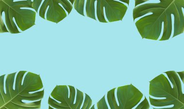 Palm leaf monstera on colored minimal background. Tropical summer frame blue background. Jungle, exotic, beauty concept. High quality photo