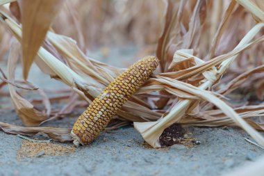 World food crisis concept. Corn crop failure in a farmers field in autumn. Agricultural field during drought and heat. Global economic crisis, hunger, poverty. High quality photo clipart