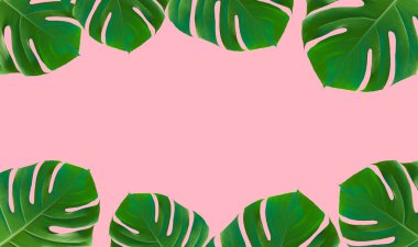 Palm leaf monstera on colored minimal background. Tropical summer frame pink background. Jungle, exotic, beauty concept. High quality photo