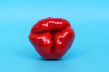 Red bell pepper on a blue background. Metaphor anatomy and shape of the female uterus, ovaries and reproductive system. Womens health, gynecology concept. High quality photo