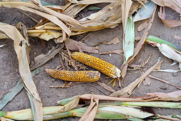 World food crisis concept. Corn crop failure in a farmers field in autumn. Agricultural field during drought and heat. Global economic crisis, hunger, poverty. High quality photo