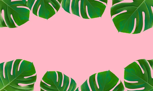 Palm leaf monstera on colored minimal background. Tropical summer frame pink background. Jungle, exotic, beauty concept. High quality photo