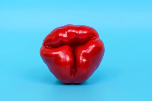 Red Bell Pepper Blue Background Metaphor Anatomy Shape Female Uterus — Stok fotoğraf