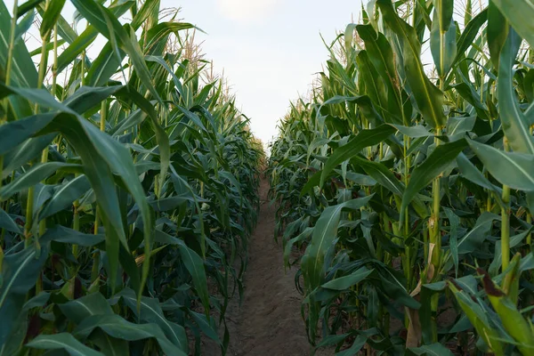 Maïs Het Veld Landbouwbedrijf Met Maïsoogst Zomer Herfst Landbouw Teelt — Stockfoto