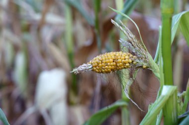 World food crisis concept. Corn crop failure in a farmers field in autumn. Agricultural field during drought and heat. Global economic crisis, hunger, poverty. High quality photo