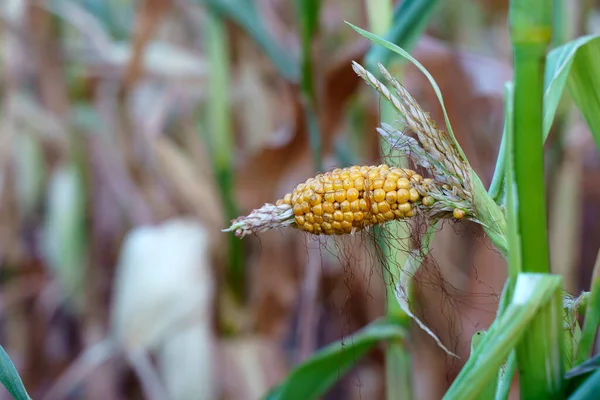World Food Crisis Concept Corn Crop Failure Farmers Field Autumn — Foto Stock