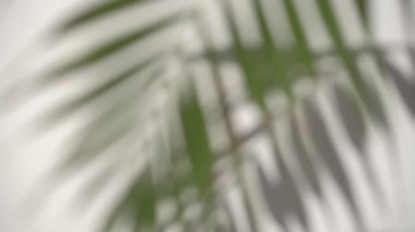 Gölge palmiye yaprağı bulanık arkaplan. Güneşli beyaz duvarda tropik bir bitki. Örtme etkisi. - Evet. Yüksek kaliteli FullHD görüntüler