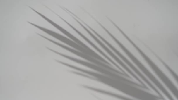 Теневой Лист Пальмы Размыл Фон Тропическое Растение Солнечной Белой Стене — стоковое видео