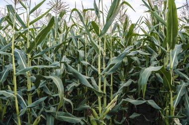 Tarlada mısır. Yaz ve sonbaharda mısır hasadı olan tarım tarlaları. Tarım, tarım, büyüme, sebze konsepti. Yüksek kalite fotoğraf