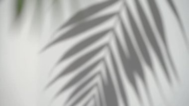 Gölge palmiye yaprağı bulanık arkaplan. Güneşli beyaz duvarda tropik bir bitki. Örtme etkisi. - Evet. Yüksek kaliteli FullHD görüntüler