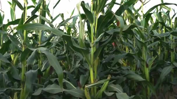 Landwirtschaftliches Maisfeld Während Der Ernte Grüne Halme Und Maiskolben Sommer — Stockvideo