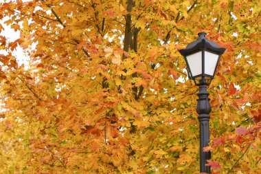 Fenerli bir sonbahar parkı. Atmosfer, sonbahar ve doğa havası. Sarı-kırmızı akçaağaç arka planda kalır. Yüksek kalite fotoğraf